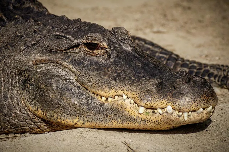 Alligator 1