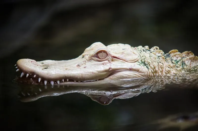 Alligator 3