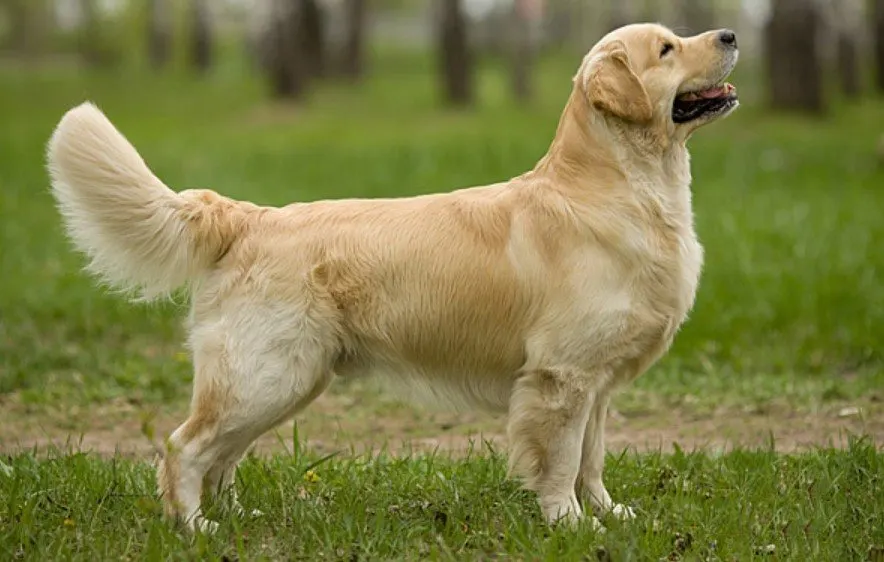 Retriver