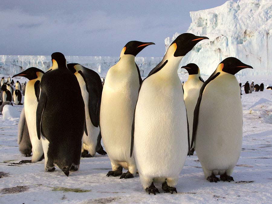 Как-пингвины-передают-друг-другу-информацию