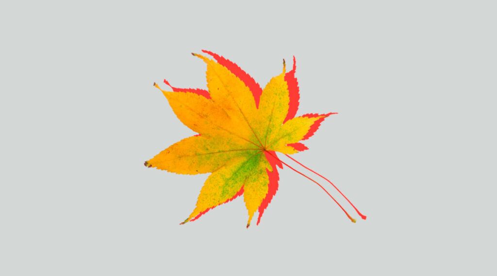 Почему листья меняют цвета осенью
