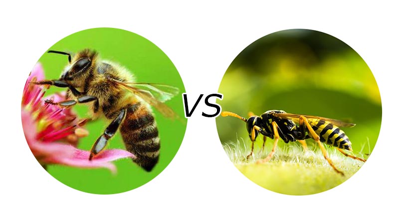 В-чем-разница-между-пчелой-и-осой