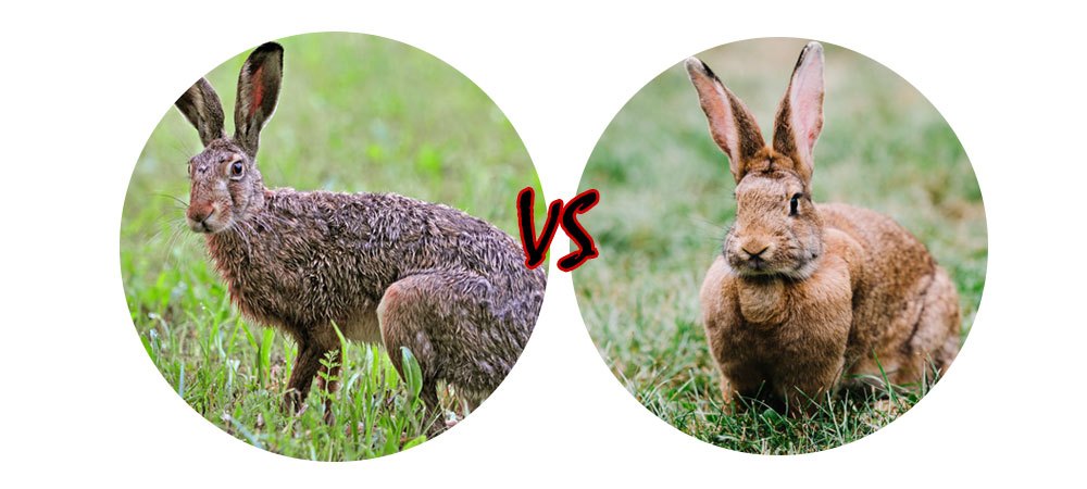 Клевер кролик волк черты сходства и различия. Заяц vs кролик. Отличие зайца от кролика. Заяц и кролик отличия. Разница между кроликом и зайцем.